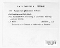 Fusicladium photinicola image